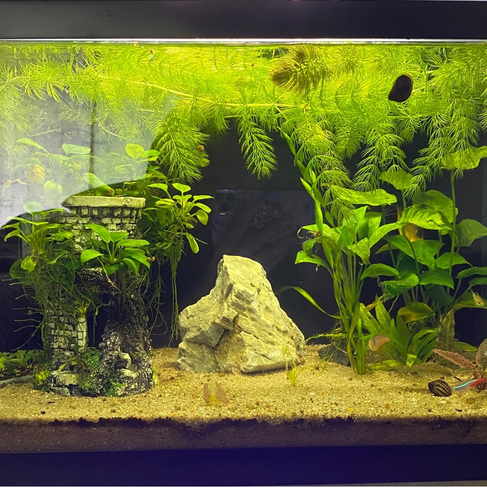 Live Aquarium Plants: Hornwort